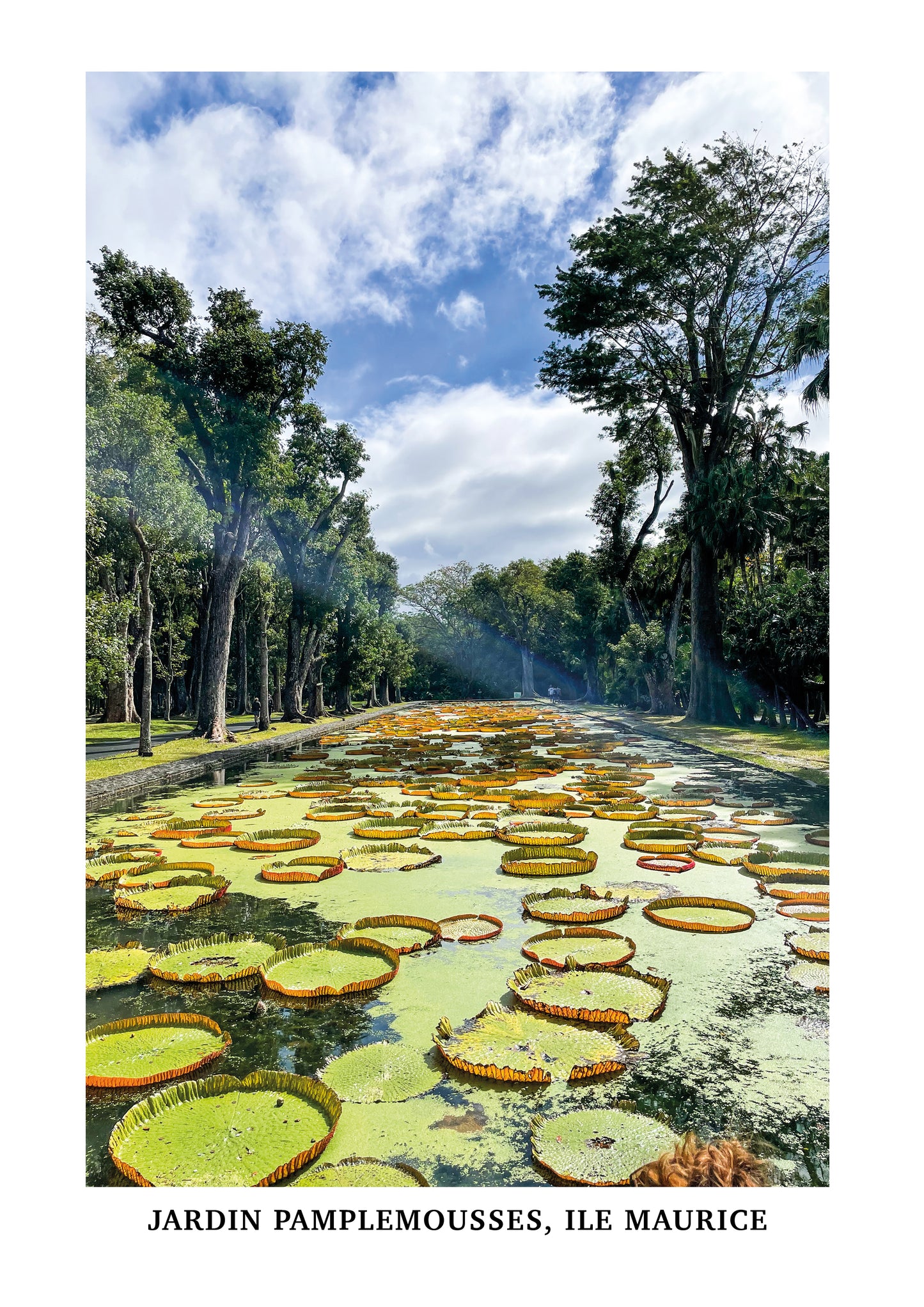 Jardin Pamplemousses, Ile Maurice