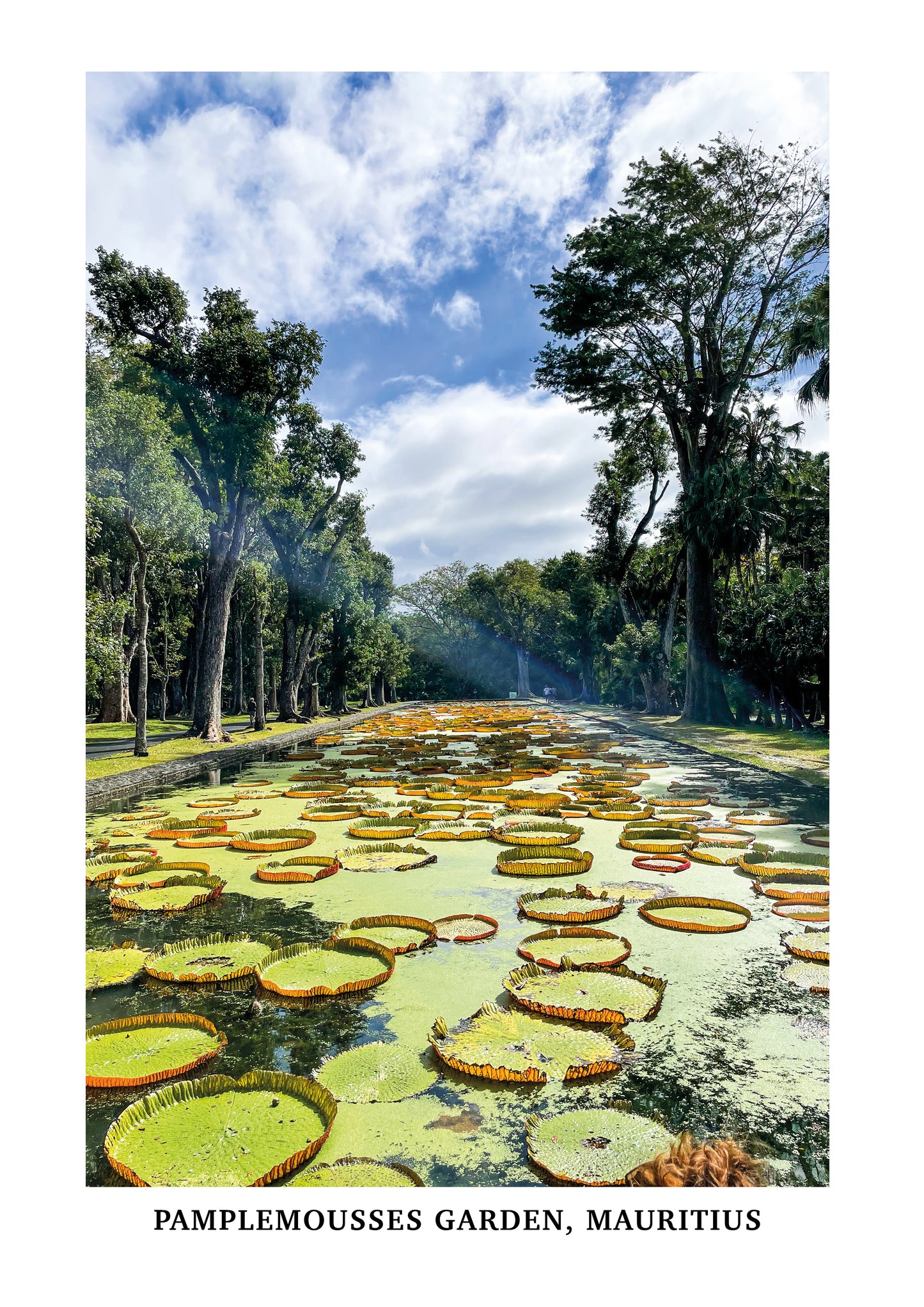 Pamplemousses Garden, Mauritius